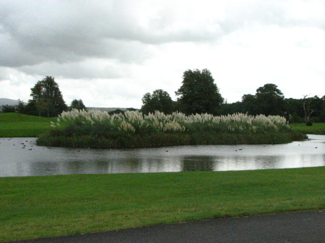Pampas grass planting on the Mount Juliet Estate golf club grounds in County Kilkenny